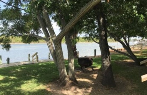 Elmaton Cabin | Little cabin sits on river w/lighted fishing pier