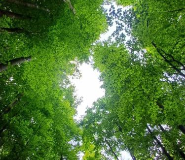 Northeastern Region Other | Little forest home
