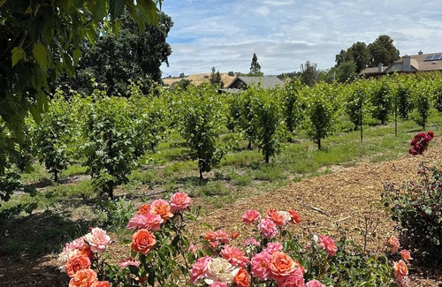 Morgan Hill House | Little Tuscany of Morgan Hill