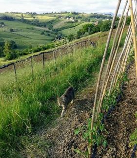 Montecarotto Bed & Breakfast | Locanda San Francesco