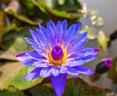 Uddar Hotel | Lotus Leaf