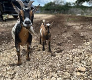 Bandera House | Lucky Star Ranch - Starlight