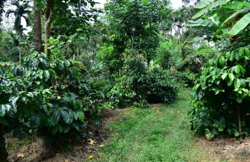 Virarajendrapet House | Madhuvana Homestay Coorg