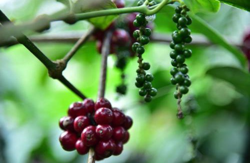 Virarajendrapet House | Madhuvana Homestay Coorg