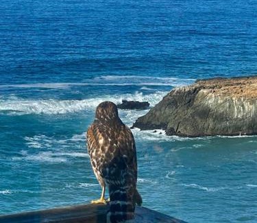 Shelter Cove Apartment | Magnificent Oceanview by OceanviewHotTubs Oceanfront! Shelter Cove, CA Tesla EV station
