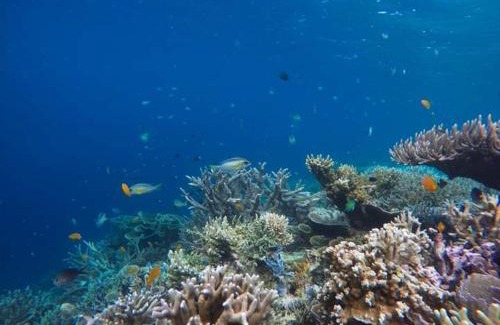 Raja Ampat House | Mambetron Homestay Raja Ampat