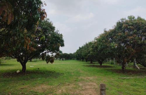Ramanagara House | Mangonest farmstay