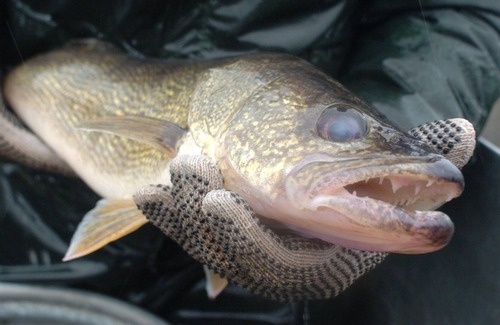 Dunnottar House | Manitoba Monsters Await- LW Ice Fishing Accommodations