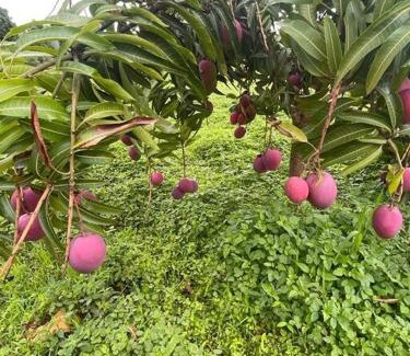 Kigoma House | MARK-A Karama Vacation