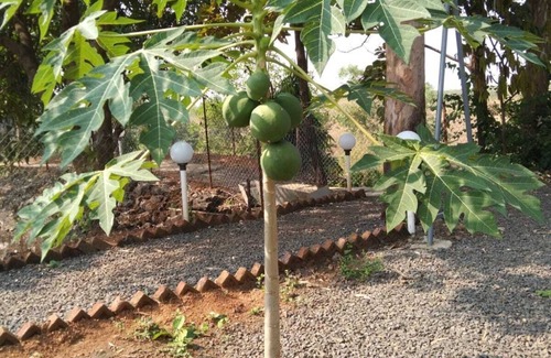 Murbad Cabin | Mesmerising Farm Stay in Chalets Near Mumbai and Pune- Create Memories