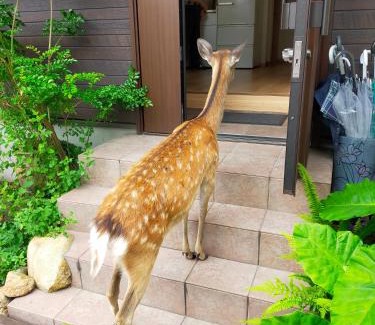 Nara House | Mini inn Nara - Naramachi historic district - 英語予約限定