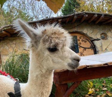 Urom House | Mohatetős Lombház