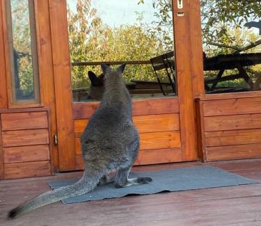 Urom House | Mohatetős Lombház