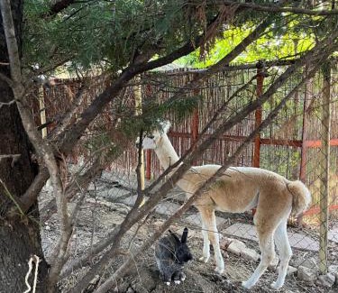 Urom House | Mohatetős Lombház