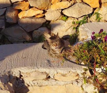 Cove Rogacic House | Moja posebna kuća na osami kraj mora