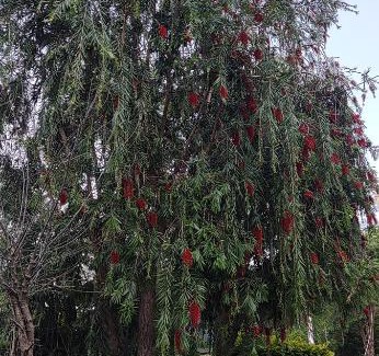 Bhimtal House | Monal_Homestay