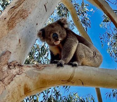 American River Apartment | MrandMrs Fish Cabins
