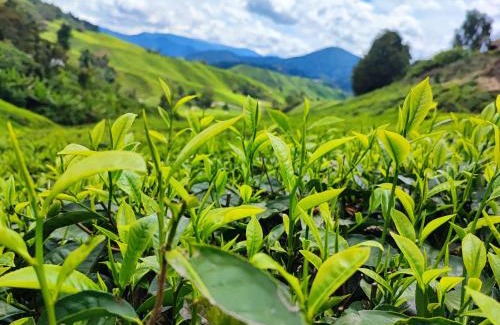 Brinchang Apartment | Muji Homestay @ The Retreat, Cameron Highlands