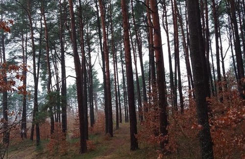 Korzybie House | Nad jeziorem Korzybie