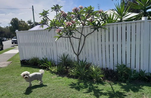 Labrador Apartment | Near Surfers, walk to cafe's, restaurants, & dog beach. Dog friendly!