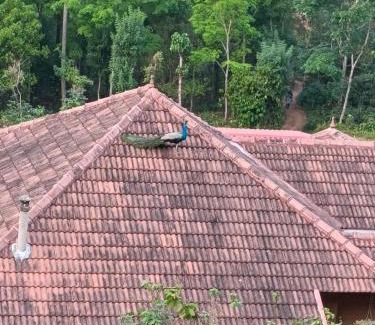 Punalur Apartment | Nila Homestay