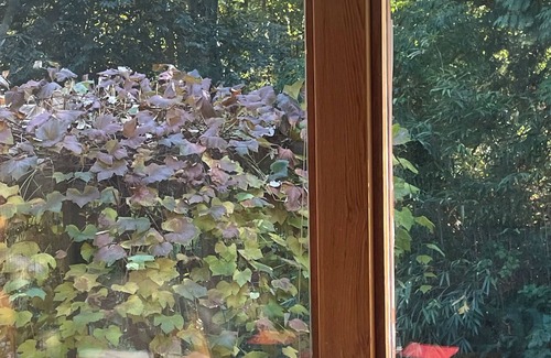 West Vancouver Apartment | nNested in beautiful south facing garden studio available for rent