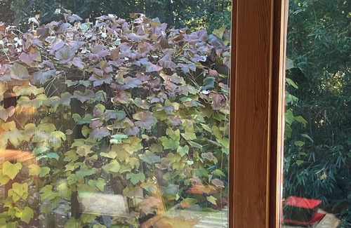 West Vancouver Apartment | nNested in beautiful south facing garden studio available for rent