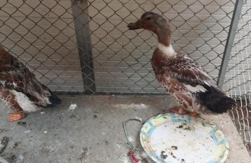 Kihim Hotel | Ocean View Kihim