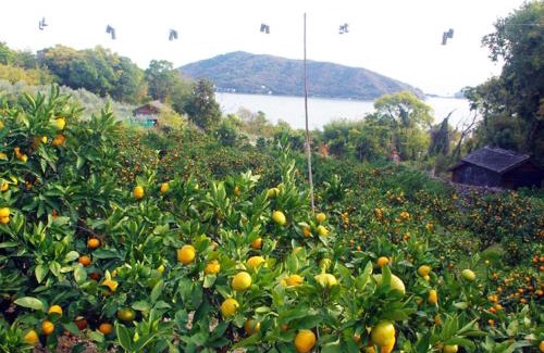Shodoshima House | olive no sato vingh four eyes shodoshima - Vacation STAY 38568v