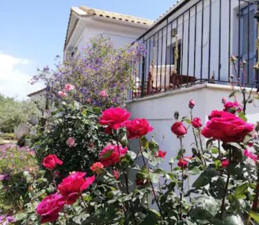 Aetos House | OliveTree House