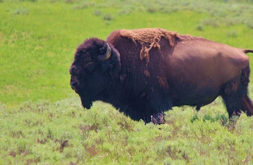 Gardiner Apartment | Osprey Point Rest. 5 minutes from Gardiner, Yellowstone River and wildlife views