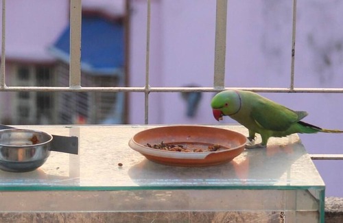 Kolkata Apartment | Owl's Nest: attic room