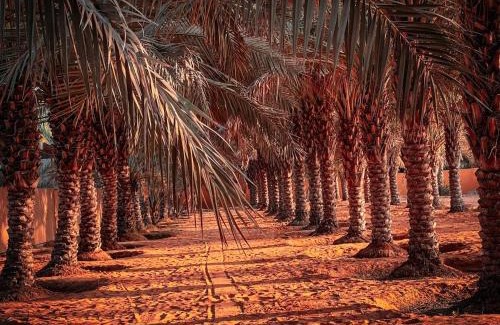 Ras Al Khaimah Ski Chalet | Palm Escape Farmhouse - By Seven Elements