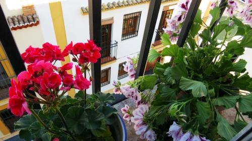 San Pedro Apartment | Patios de San Pedro