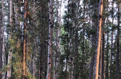 Clearwater County House | Peace and tranquility! Cozy home in forest setting.