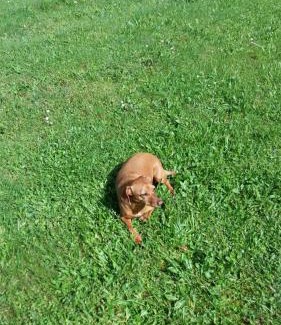 Sankt Georgen am Kreischberg House | Pension - Bauernhof
