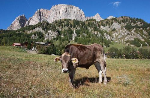 Colfosco Hotel | Pensione Sellablick