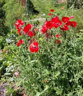 Rissa Apartment | Pixnerhof Urlaub auf dem Bauernhof