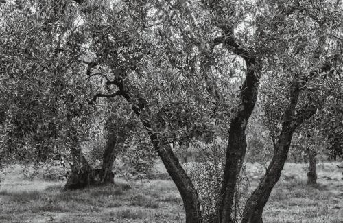 Gavorrano House | Podere Le Cortine