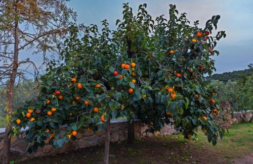 Gavorrano House | Podere Le Cortine