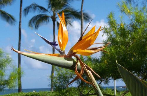 Poipu House | Poipu Palms 204
