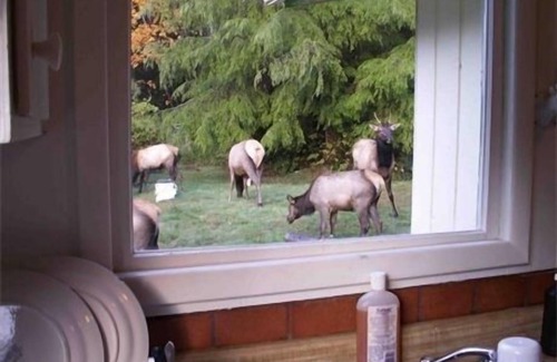 Forks Cabin | Private,Quiet,cabin,on 27 acres,w/trails. near the Hoh Rain Forest Nat' l Park.