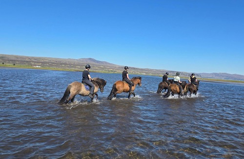 Sveitarfelagid Olfus Apartment | Private stable apartment at Cora's Icelandic horse farm in South Iceland