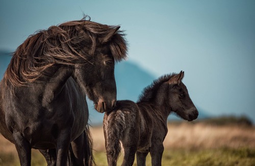Sveitarfelagid Olfus Apartment | Private stable apartment at Cora's Icelandic horse farm in South Iceland