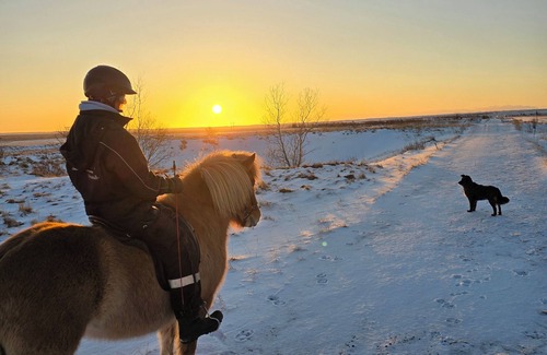 Sveitarfelagid Olfus Apartment | Private stable apartment at Cora's Icelandic horse farm in South Iceland