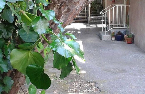 Elmwood Apartment | Quiet 1 bedroom walking distance from UC Berkeley!