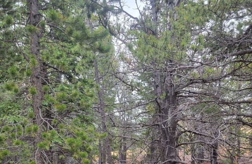 Black Hawk RV Rental | Quiet, Rural, Colorado Mountains Campground