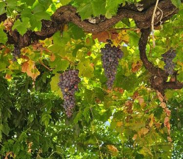 Peso da Regua Apartment | Quinta de Sobre a Fonte Charming Apartments - traditional winery