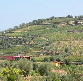 Lamego Apartment | Quinta dos Padrinhos - Suites in the Heart of the Douro