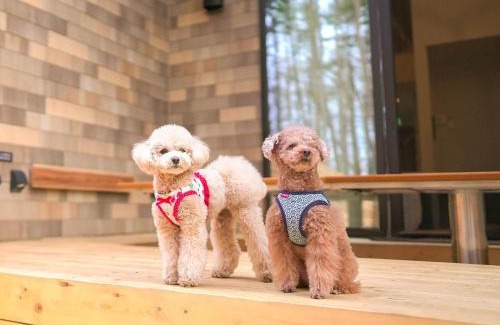 Fujikawaguchiko House | Rakuten STAY VILLA Fuji Kawaguchiko Forest 2LDK with sauna and terrace-Pet Friendly-